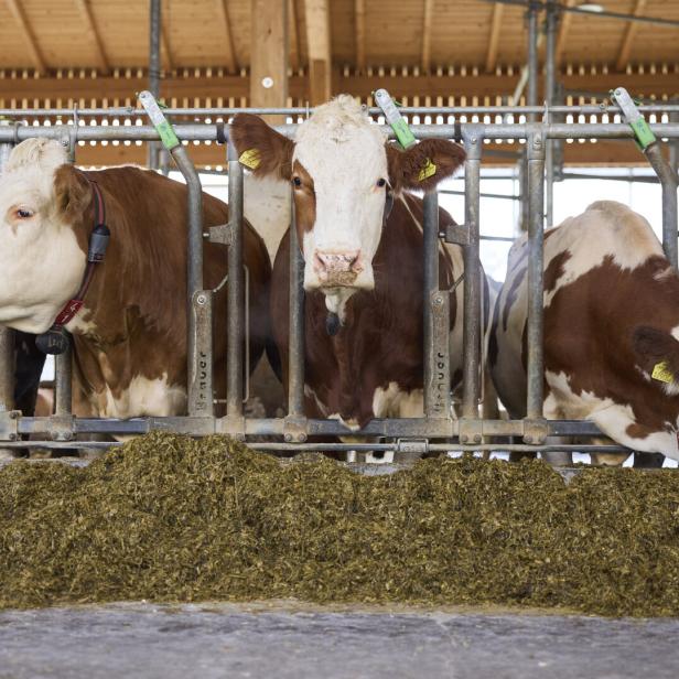 Kühe im Stall