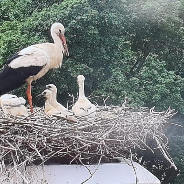 Storch mit Jungtieren