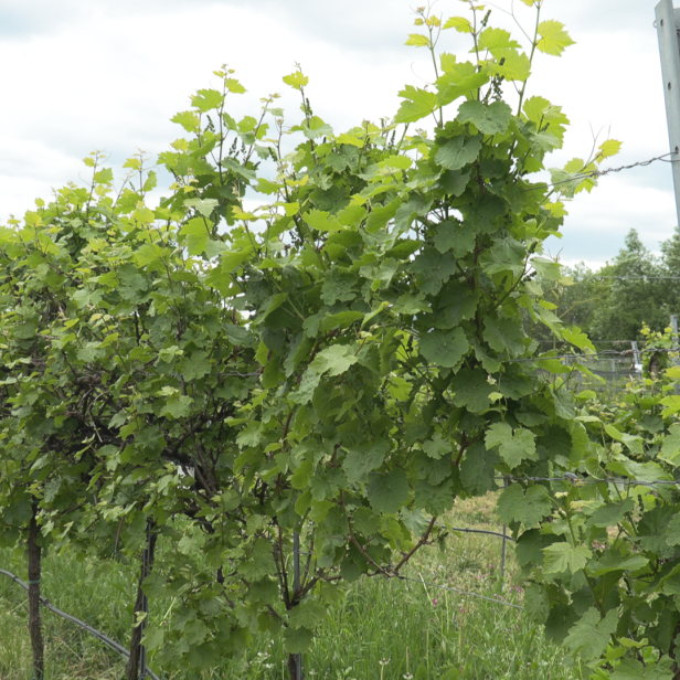 Weinreben