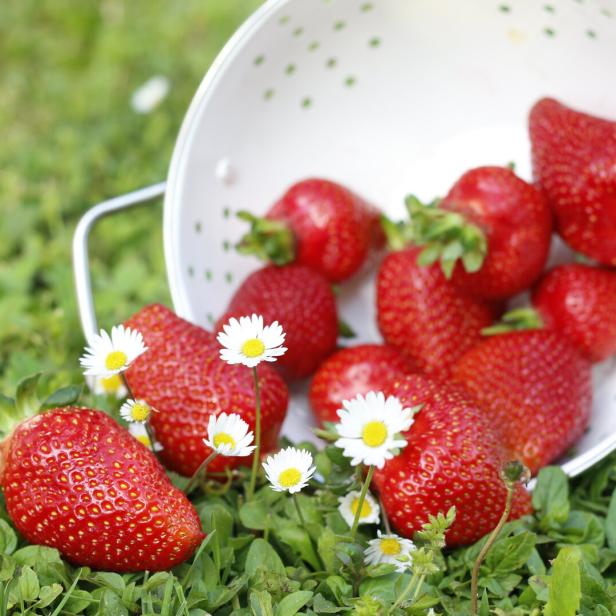 Frisch geerntete Erdbeeren.