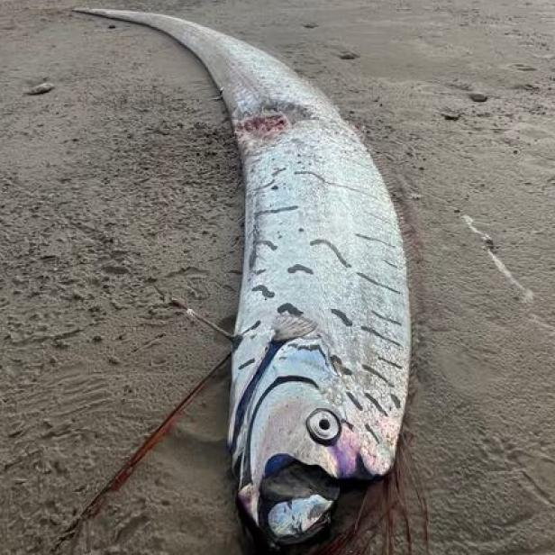 Toter Riemenfisch liegt am Strand