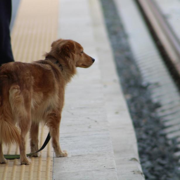 Hund steht am Bahnsteig 