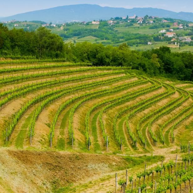 Blick über die grünen Weinberge von Collio.