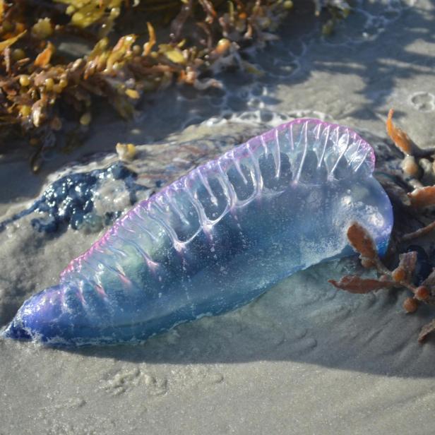 Blau-violette Portugiesische Galeere liegt am Strand von Algen umringt