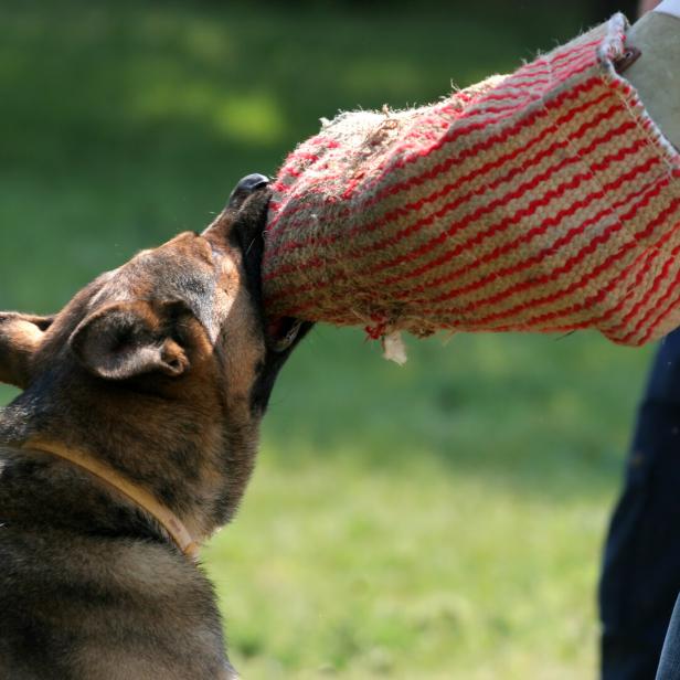 Police dog