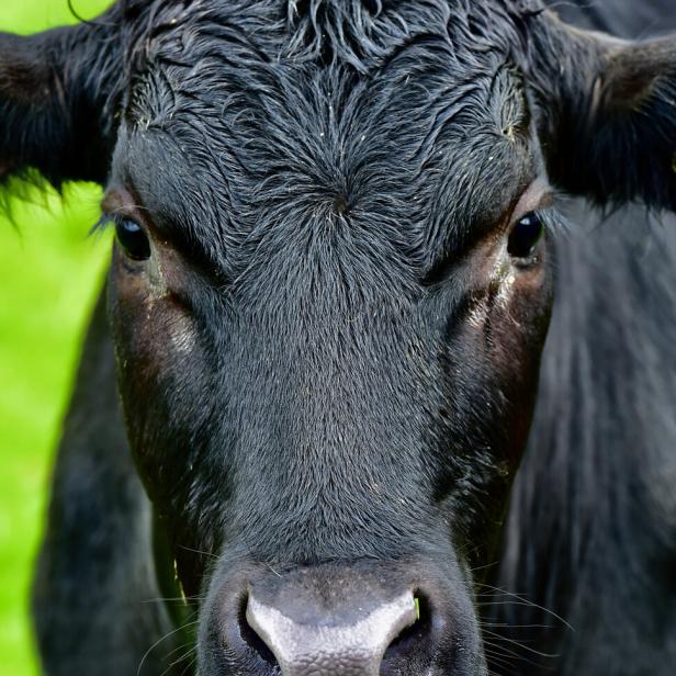 Schwarze Kuh mit nassem Fell schaut direkt in die Kamera, im Hintergrund grünes Gras.