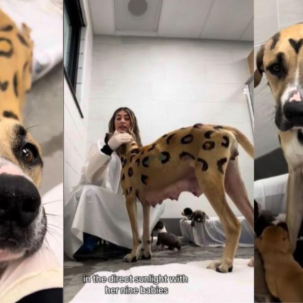 Hund mit Leoprint und seinen Welpen