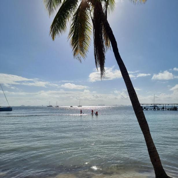 Isla Mujeres Blick auf das Meer mit Palme.