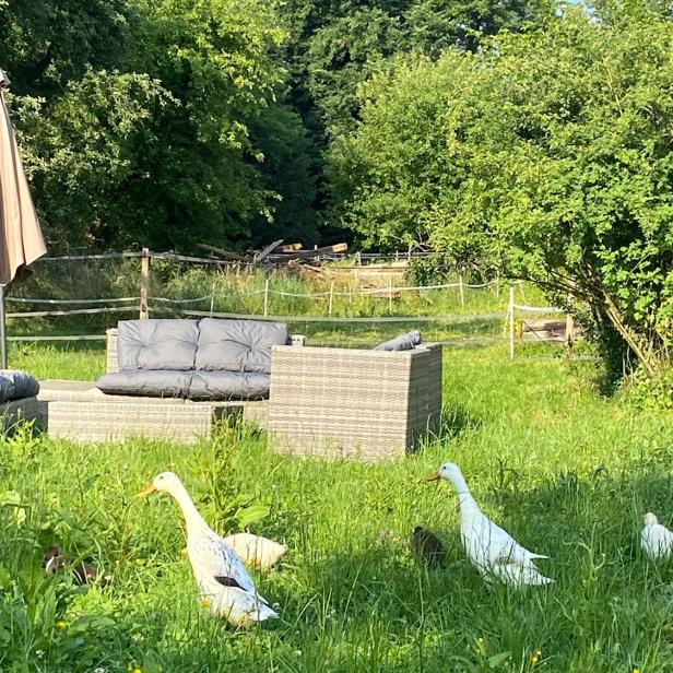 Gänse in einem Garten