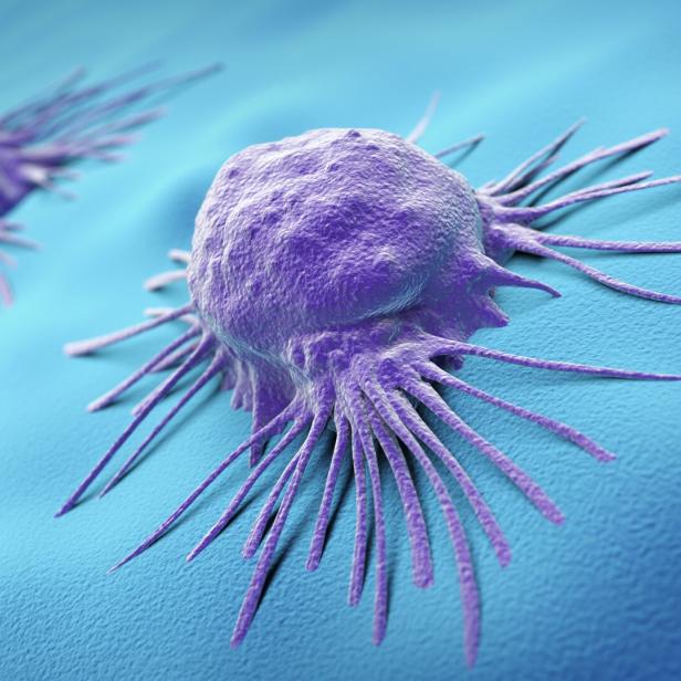 Lila Zelle mit langen Ausläufern auf einer blauen Oberfläche, stark vergrößert dargestellt.