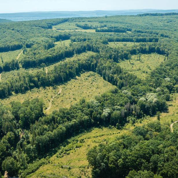 Drohnenaufnahme Wald Rumänien