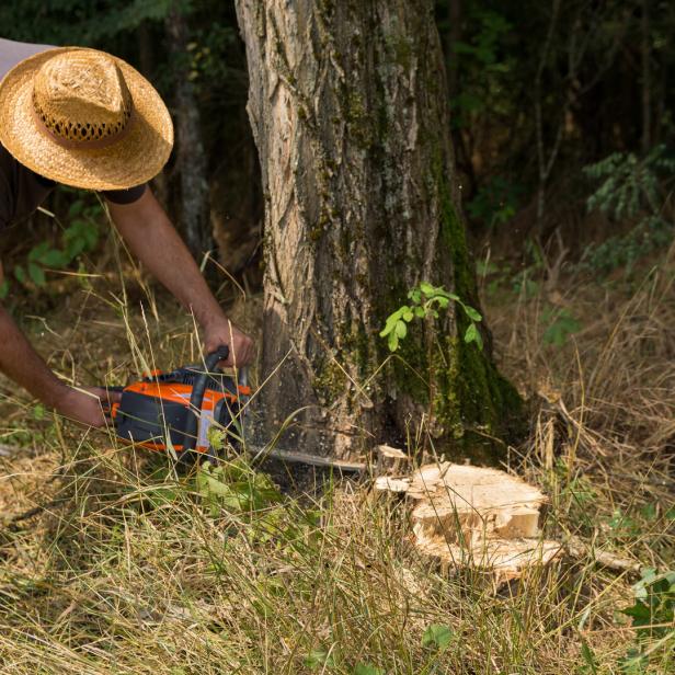 Man saws an acacia tree with a chainsaw in the woodland