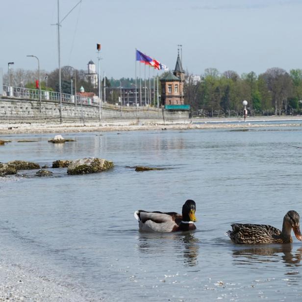 Low water level of Lake Constance (Bodensee) in Constance