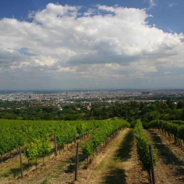 Blick über einen Weinberg auf Wien unter einem bewölkten Himmel.