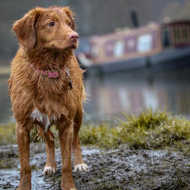 Brauner Hund steht im Regen