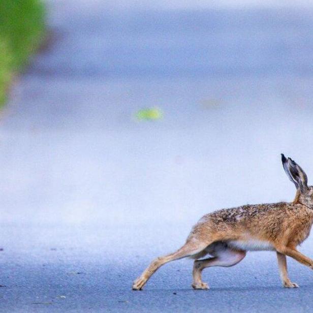 Ein Hase läuft über eine graue Straße, gesäumt von grüner Vegetation.