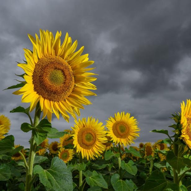 Sonnenblumen vor dunklen Regenwolken - Wetter.