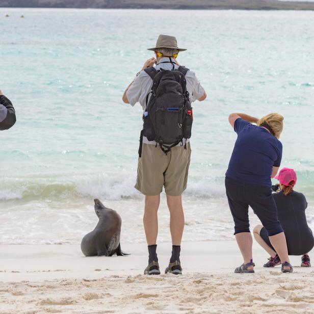 Touristen fotografieren einen Seelöwen.