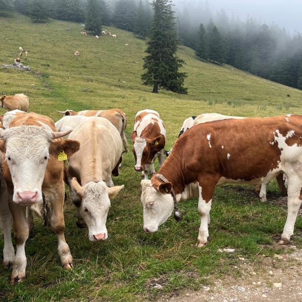Kühe auf der Alm