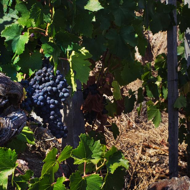 Nahaufnahme einer Traube in einem Weinberg in den Bergen Galiciens.