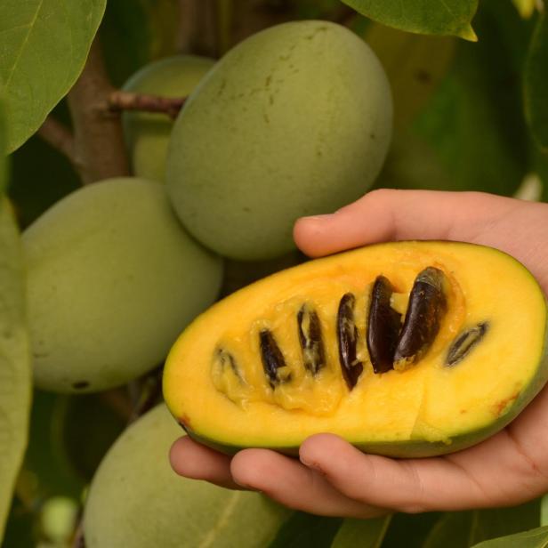 Eine Pawpaw-Frucht wird in einer Hand gehalten.