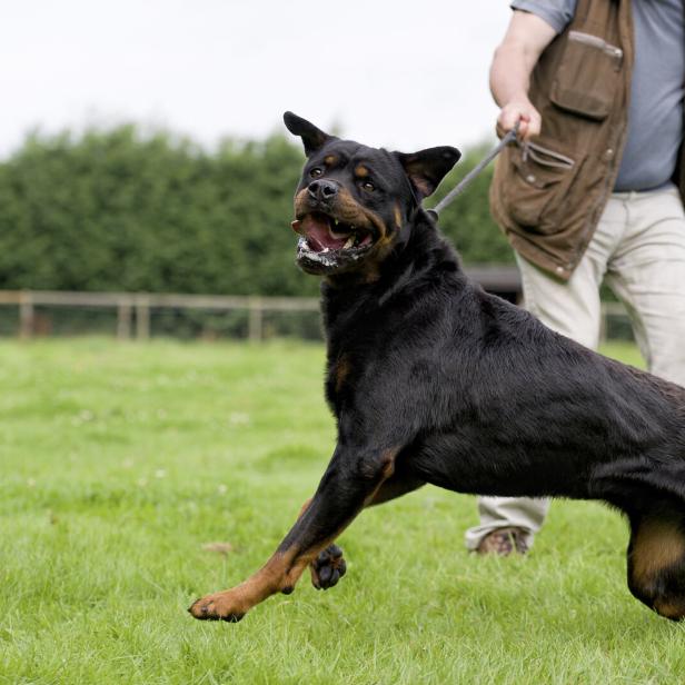 Hund an der Leine