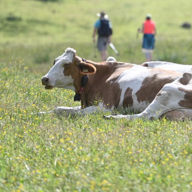 Kuh auf einer Alm mit Wanderern im Hintergrund.