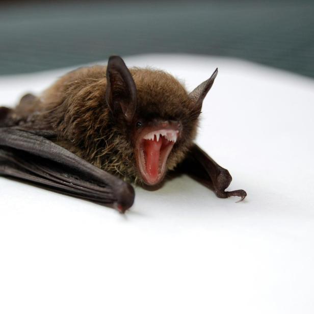 Fledermaus reißt ihr Maul weit auf und zeigt die spitzen Zähne
