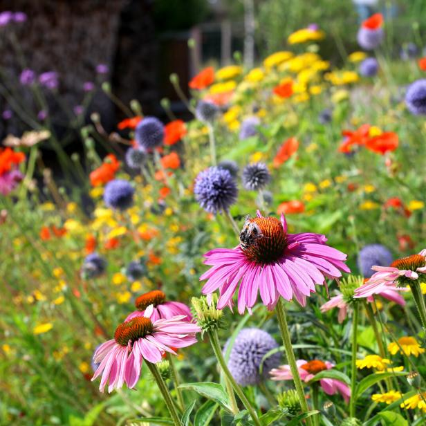 Wilde Blumenwiese