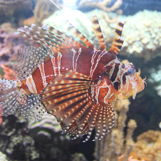 Rotfeuerfisch.