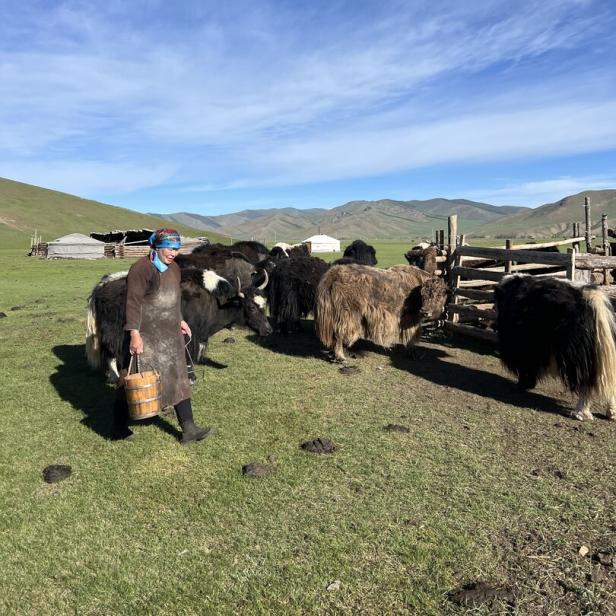 Mongolische Nomadin geht über eine Wiese neben ihren Yaks mit einem Kübel Wasser.