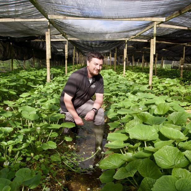 Lee McKendrick auf der Wasabi-Farm.