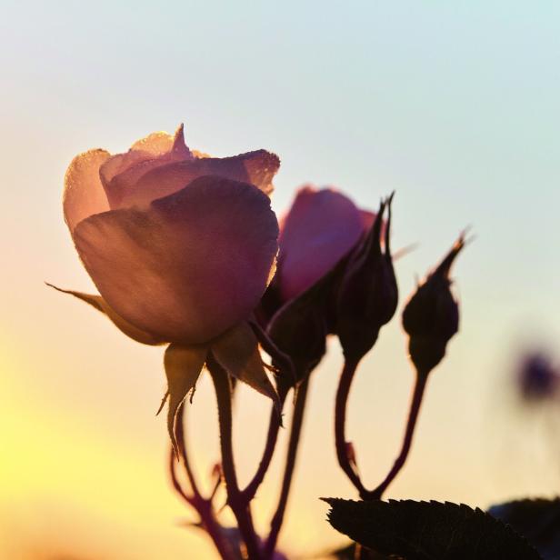 Eine rosa Rose und Knospen im sanften Morgenlicht.