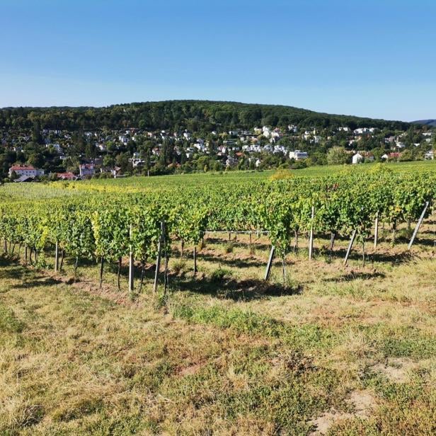 Weinstöcke in Neustift am Walde.