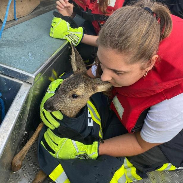 rehkitz, das von der Feuerwehr aus der Donau gerettet wird