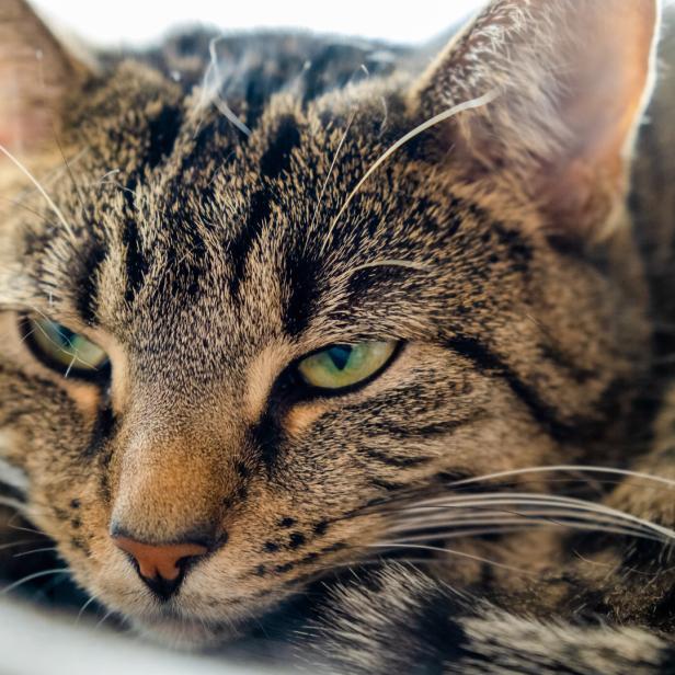 Eine getigerte Katze liegt auf dem Sofa und kneift die gelben Augen zusammen.