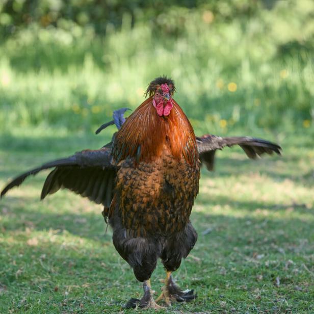 Ein Huhn im rot-schwarzen Federkleid geht mit gespreizten Flügeln über die Wiese..