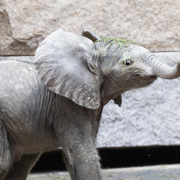 Elefantenbaby im Gehege im Tiergarten Schönbrunn