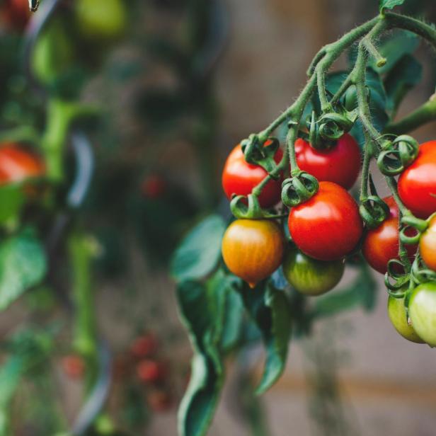Reife Tomaten wachsen in einem Gewächshaus, umgeben von grünen Blättern und optimalen Wachstumsbedingungen.