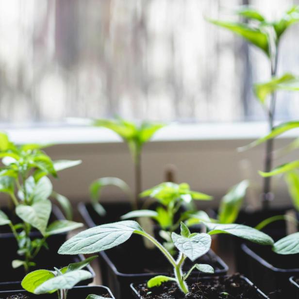 Es sind mehrere kleine Pflanzen in schwarzen Töpfen angeordnet. Es sind mehrere kleine Pflanzen in schwarzen Töpfen angeordnet.