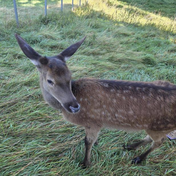 Rothirschkalb auf der Wiese