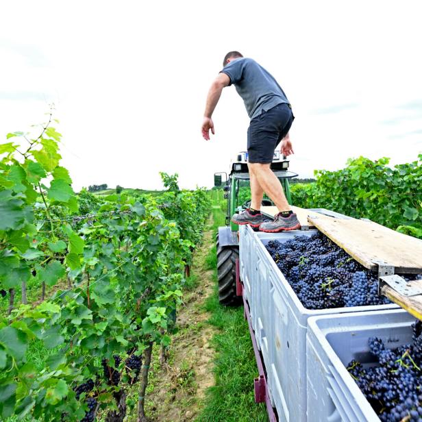 ++ THEMENBILD ++ WEINLESE / WEINBAU