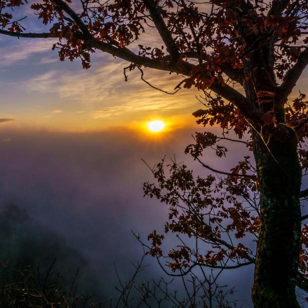 Sonnenuntergang, lila, im Vordergrund ein Baum