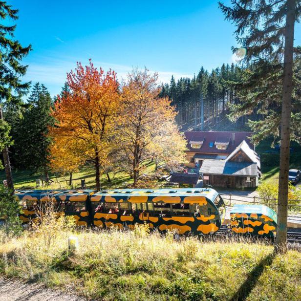 Die Schneebergbahn „Salamander“ fährt durch eine herbstliche Landschaft.