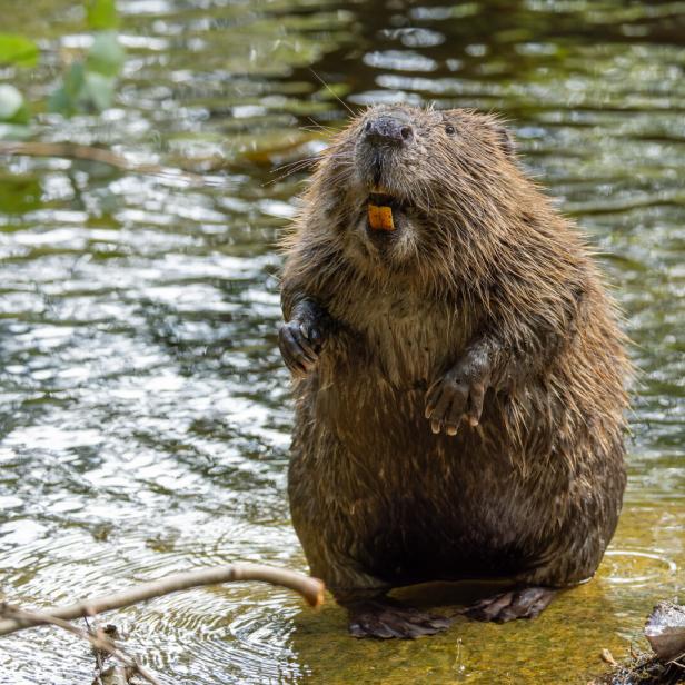 Ein Biber steht in flachem Wasser