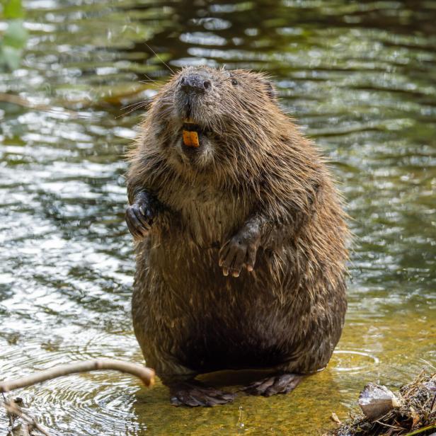 Ein Biber steht in flachem Wasser.