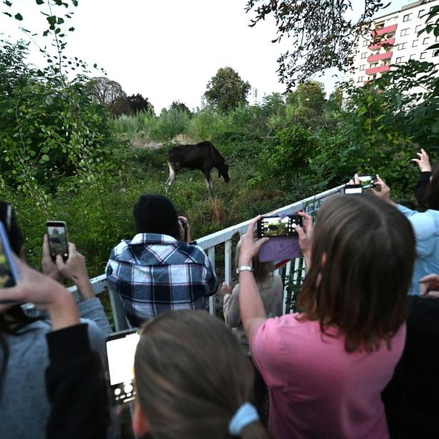 Elch Emil steht im Grünen. An einem Zaun haben sich viele Menschen versammelt, um das Tier mit ihrem Handy zu fotogragieren.