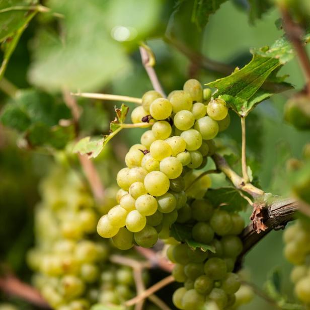 Foto-Termin Weinlese und Weinmischgetränke