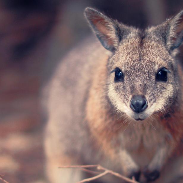 Ein Wallaby blickt aufmerksam in die Kamera 