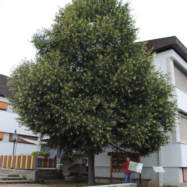 Ein Baum steht vor einem Gebäude